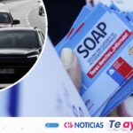 Fragata Portuguesa en la costa de Valparaíso: Esto debes hacer si te pica y así puedes identificarla